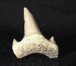 Cretalamna borealis (PRIEM 1897) - Bild &copy; FossNet FossilienStore